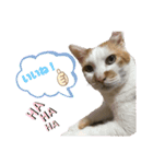 鈴木家の猫たち（個別スタンプ：18）
