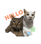 鈴木家の猫たち（個別スタンプ：19）