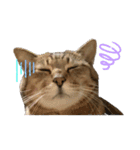 鈴木家の猫たち（個別スタンプ：20）
