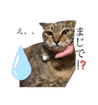 鈴木家の猫たち（個別スタンプ：21）