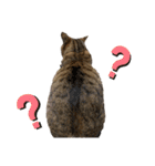 鈴木家の猫たち（個別スタンプ：22）
