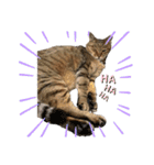 鈴木家の猫たち（個別スタンプ：23）