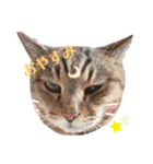 鈴木家の猫たち（個別スタンプ：24）