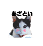 たるはなうみ vol.2（個別スタンプ：1）