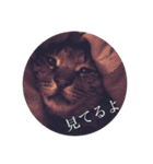 たるはなうみ vol.2（個別スタンプ：2）