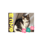 たるはなうみ vol.2（個別スタンプ：14）