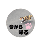 たるはなうみ vol.2（個別スタンプ：16）