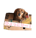 うちのライムちゃん（個別スタンプ：5）