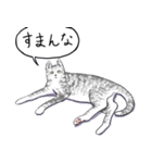 いいネコキャット（日本語版）（個別スタンプ：1）