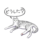 いいネコキャット（日本語版）（個別スタンプ：2）