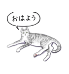 いいネコキャット（日本語版）（個別スタンプ：3）
