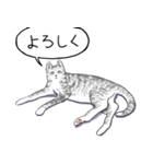 いいネコキャット（日本語版）（個別スタンプ：6）