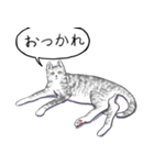 いいネコキャット（日本語版）（個別スタンプ：7）