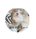寝子(ねこ)＆起子(おこ)ニャン（個別スタンプ：7）