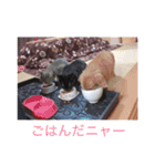 寝子(ねこ)＆起子(おこ)ニャン（個別スタンプ：9）