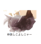 寝子(ねこ)＆起子(おこ)ニャン（個別スタンプ：11）