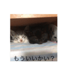 寝子(ねこ)＆起子(おこ)ニャン（個別スタンプ：13）