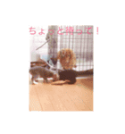 寝子(ねこ)＆起子(おこ)ニャン（個別スタンプ：15）