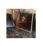 寝子(ねこ)＆起子(おこ)ニャン（個別スタンプ：16）