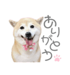 犬と猫と犬と。（個別スタンプ：1）