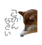 犬と猫と犬と。（個別スタンプ：2）