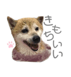 犬と猫と犬と。（個別スタンプ：3）