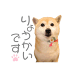 犬と猫と犬と。（個別スタンプ：4）
