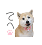 犬と猫と犬と。（個別スタンプ：5）