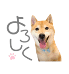 犬と猫と犬と。（個別スタンプ：7）