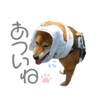 犬と猫と犬と。（個別スタンプ：8）