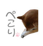 犬と猫と犬と。（個別スタンプ：10）