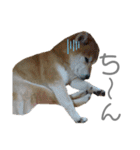 犬と猫と犬と。（個別スタンプ：11）