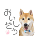犬と猫と犬と。（個別スタンプ：12）