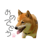 犬と猫と犬と。（個別スタンプ：13）