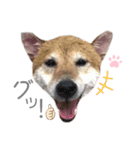 犬と猫と犬と。（個別スタンプ：14）