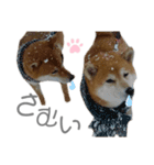犬と猫と犬と。（個別スタンプ：15）