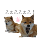 犬と猫と犬と。（個別スタンプ：16）