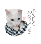 犬と猫と犬と。（個別スタンプ：17）