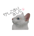犬と猫と犬と。（個別スタンプ：18）