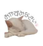 犬と猫と犬と。（個別スタンプ：19）