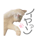犬と猫と犬と。（個別スタンプ：20）