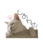 犬と猫と犬と。（個別スタンプ：21）