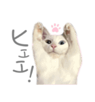 犬と猫と犬と。（個別スタンプ：22）