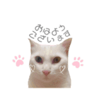 犬と猫と犬と。（個別スタンプ：23）