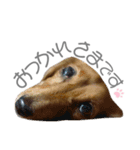 犬と猫と犬と。（個別スタンプ：24）