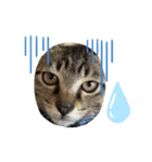 さおたんちの猫（個別スタンプ：2）
