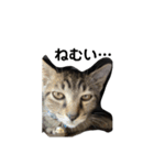さおたんちの猫（個別スタンプ：3）