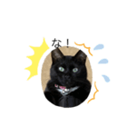 さおたんちの猫（個別スタンプ：5）