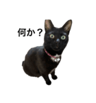 さおたんちの猫（個別スタンプ：8）