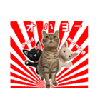 ねこのあみちゃん2（個別スタンプ：1）
